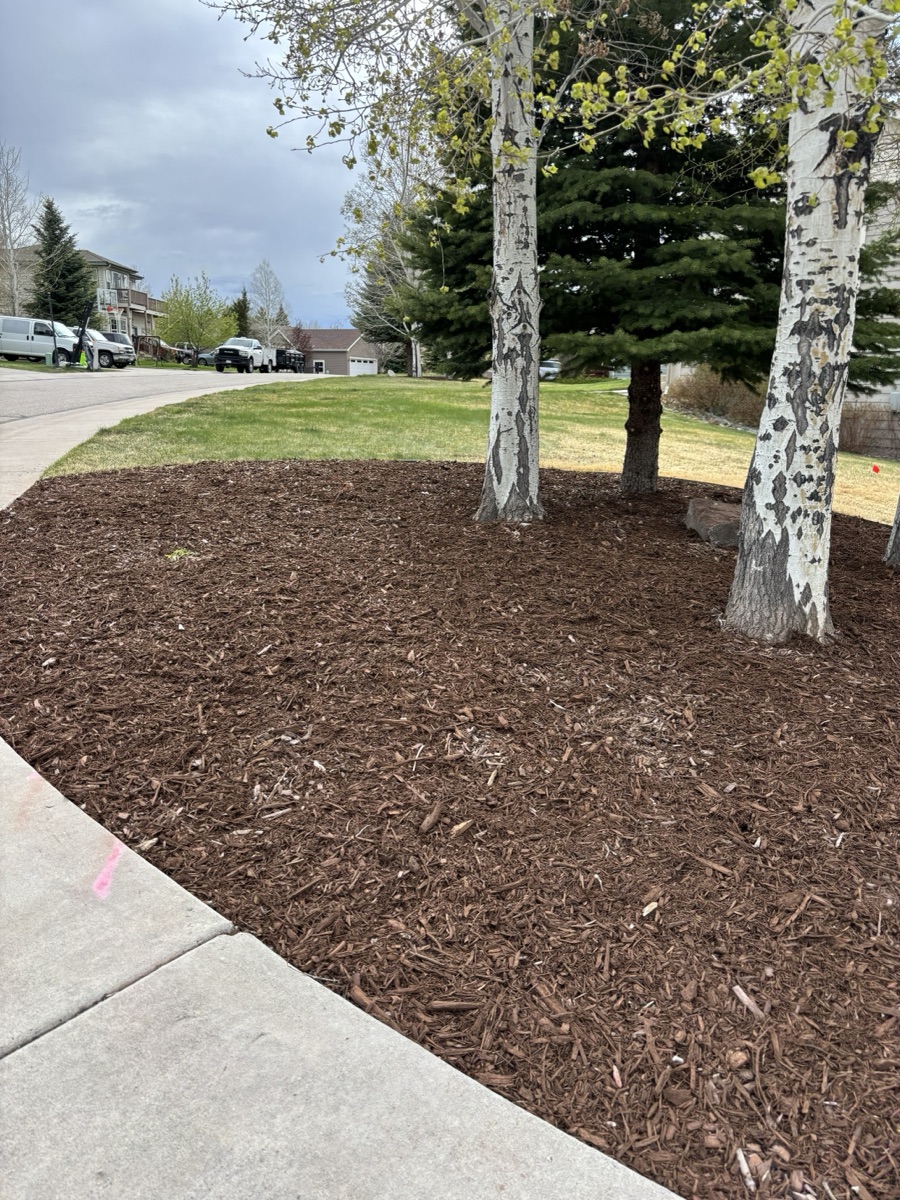 Fresh mulch bed installation with aspen trees — Colorado